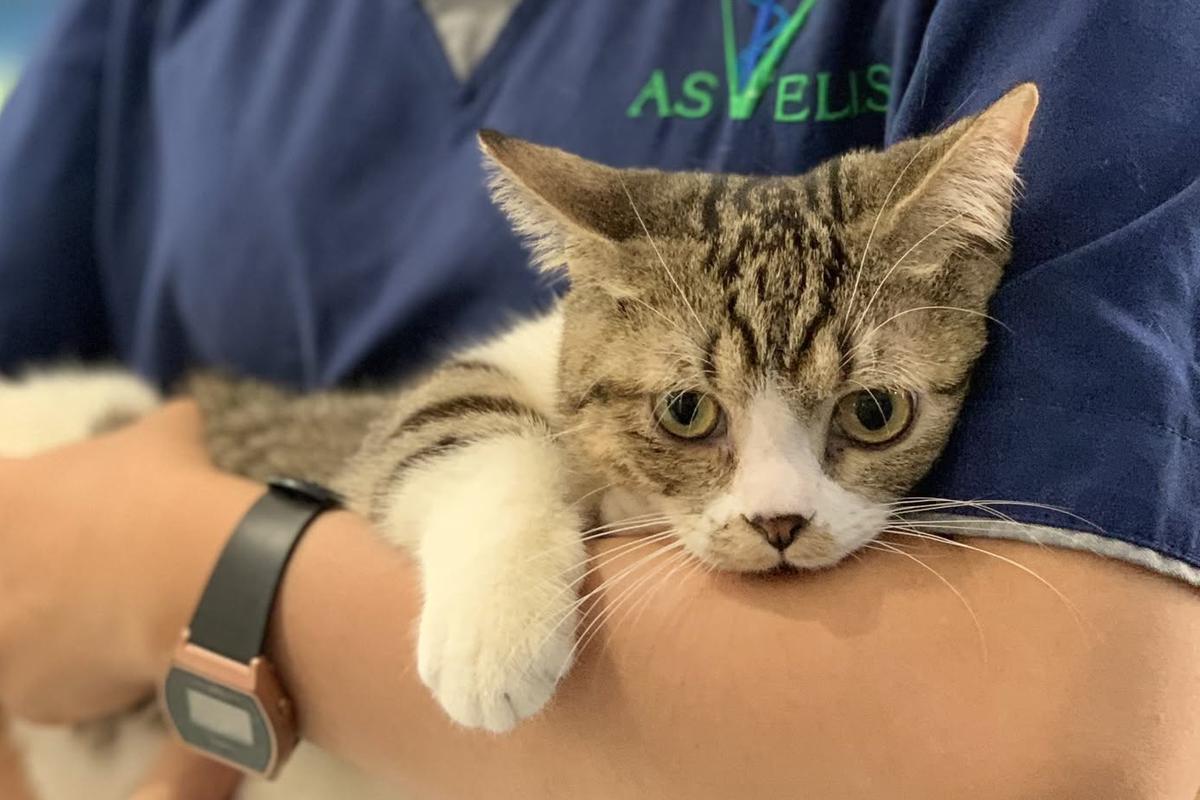 Une soigneuse tient un chat tigré dans ses bras