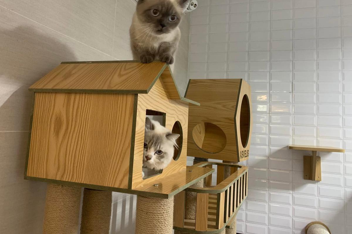 Des chats sur une maisonnette dans la chatterie