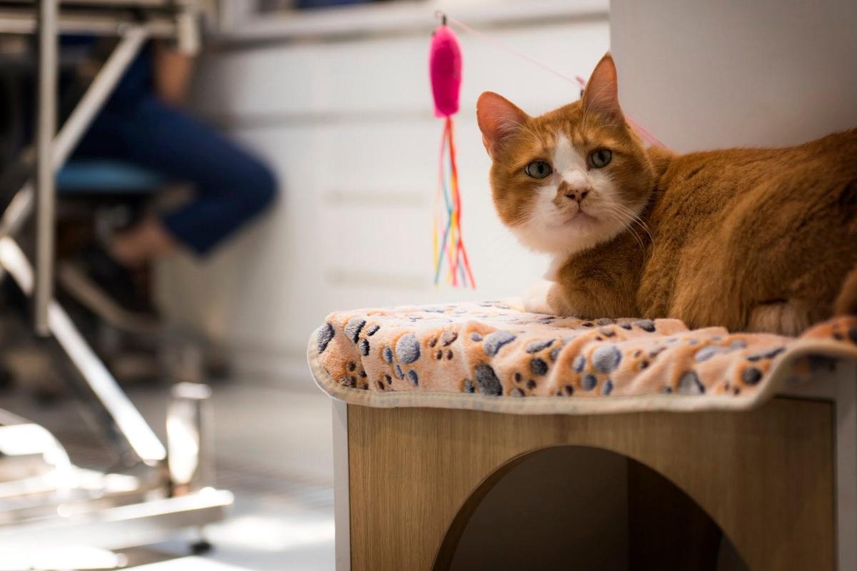 Un chat roux sur son coussin