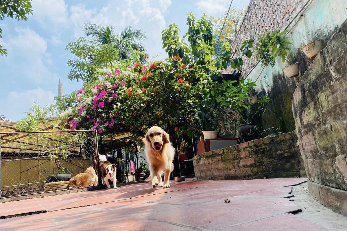 Un golden retriever dans la cour du chenil