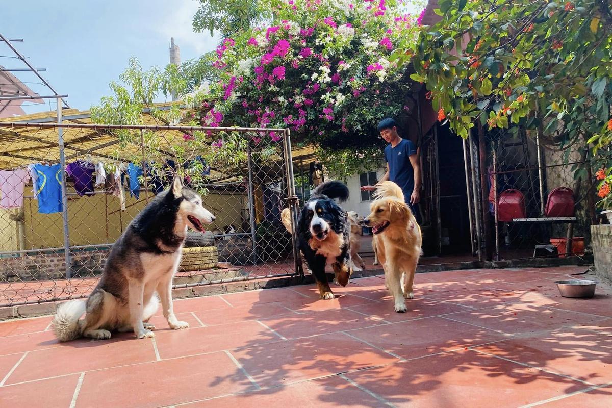 Des chiens dans la cour ensoleillée du chenil