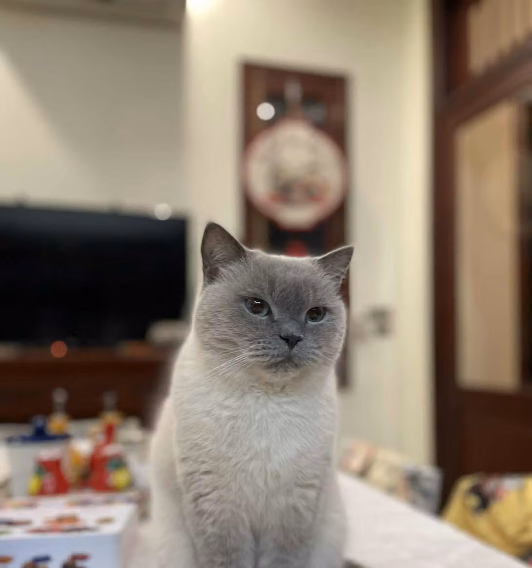 Un chat British Shorthair assis à la maison