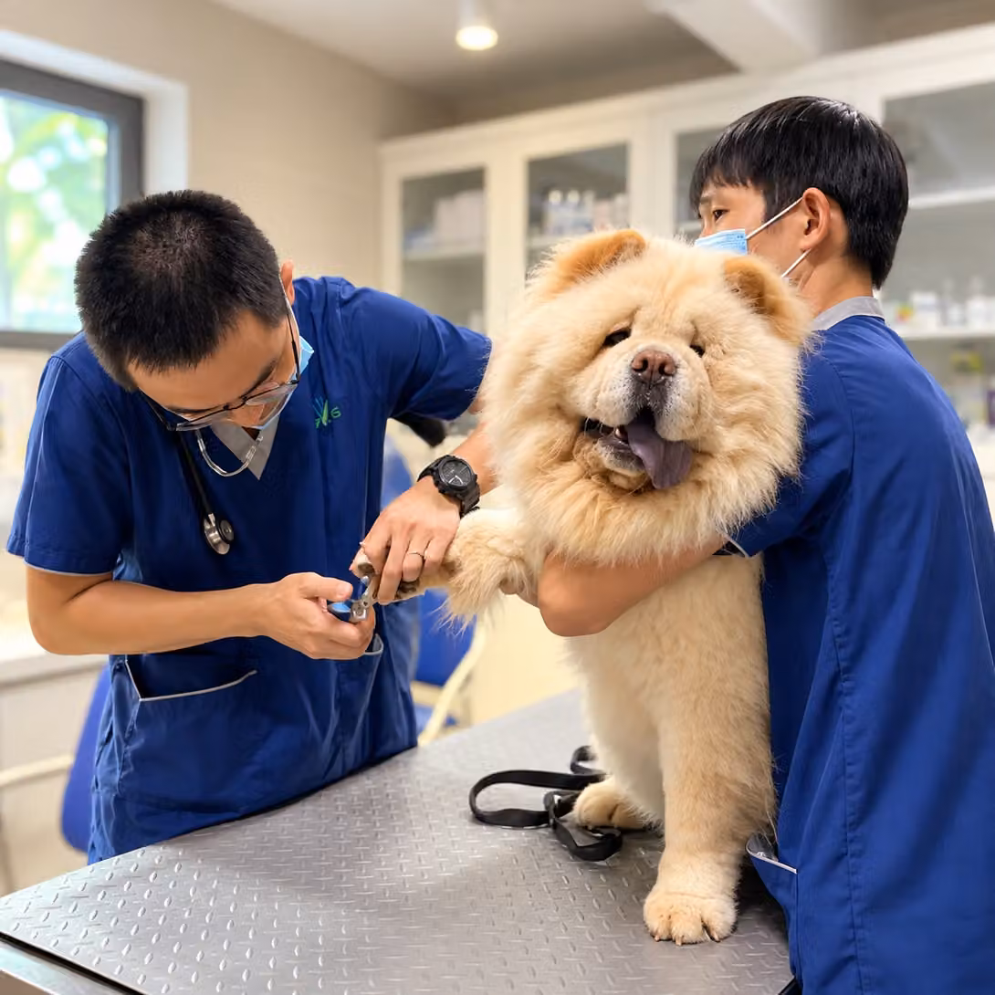 Deux membres de l’équipe vétérinaire coupent les griffes d’un Chow-Chow sur la table d’examen