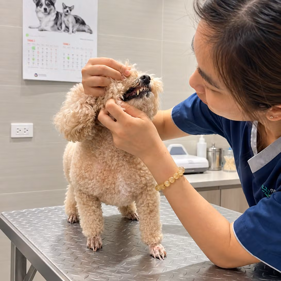 Un membre de l’équipe examine les dents d’un caniche sur la table d’examen