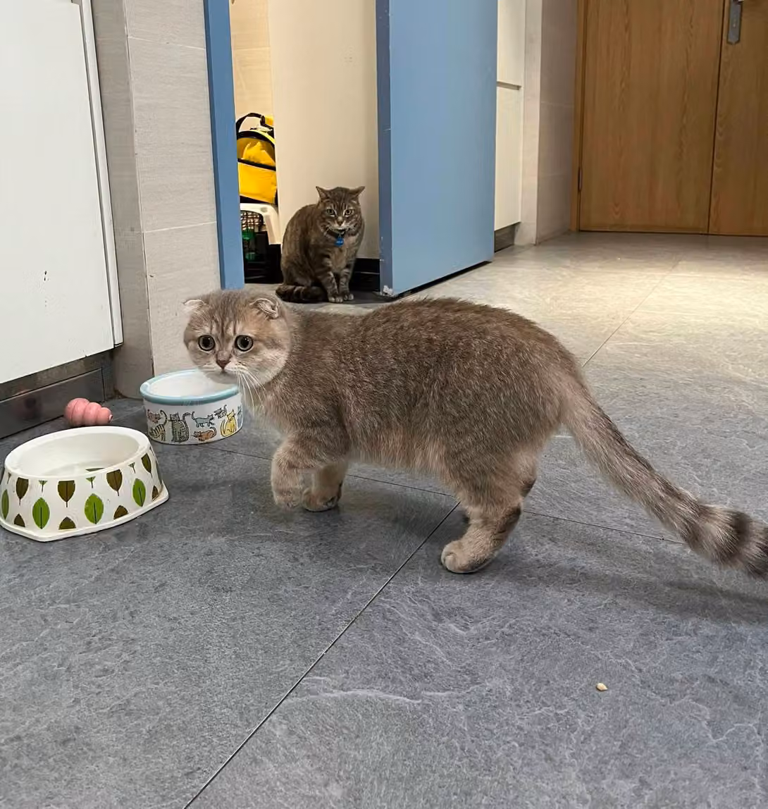 Un chat Scottish Fold passe devant ses gamelles à la clinique