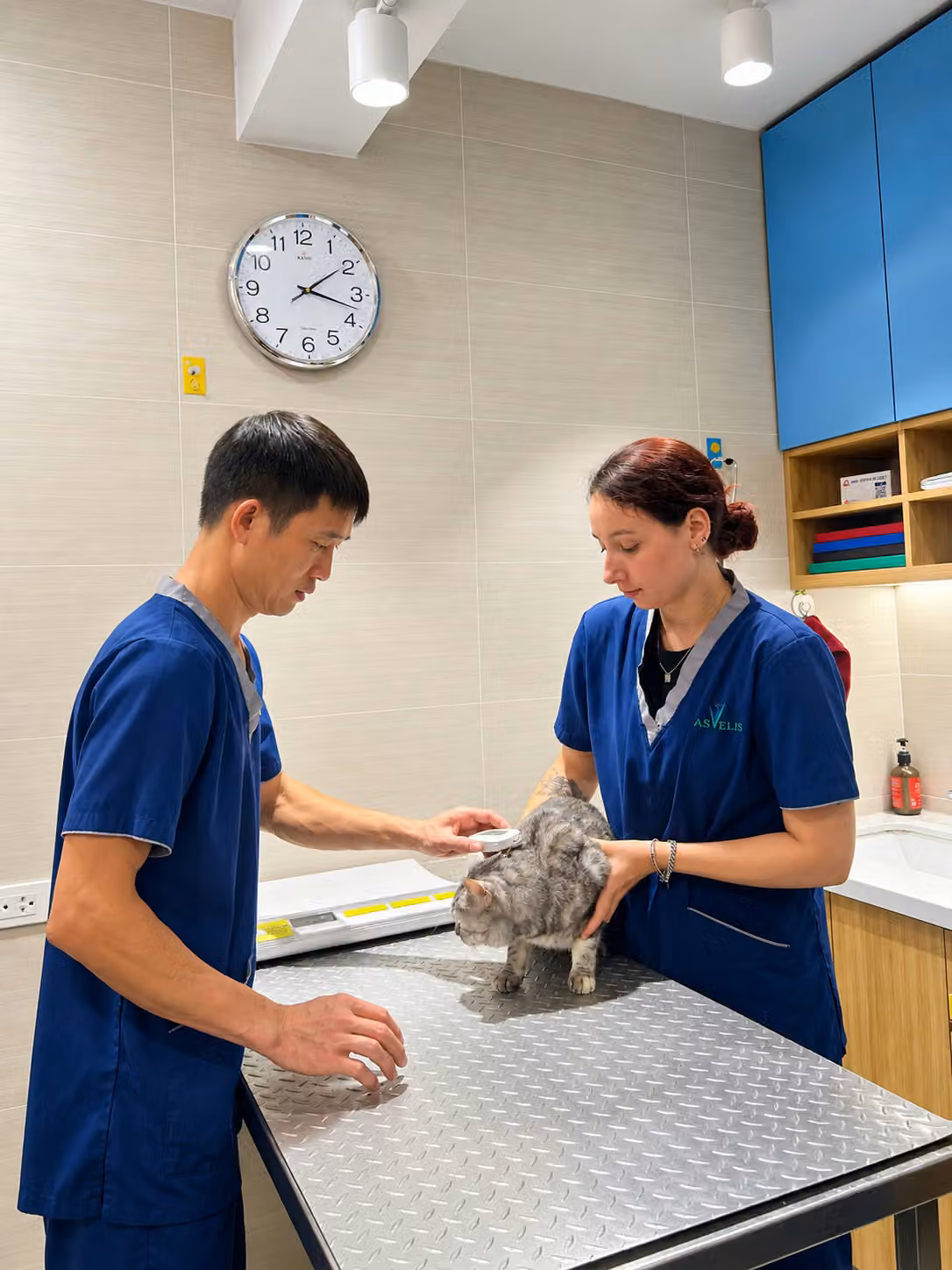Deux membres de l’équipe ASVELIS examinent un chat gris sur la table de consultation