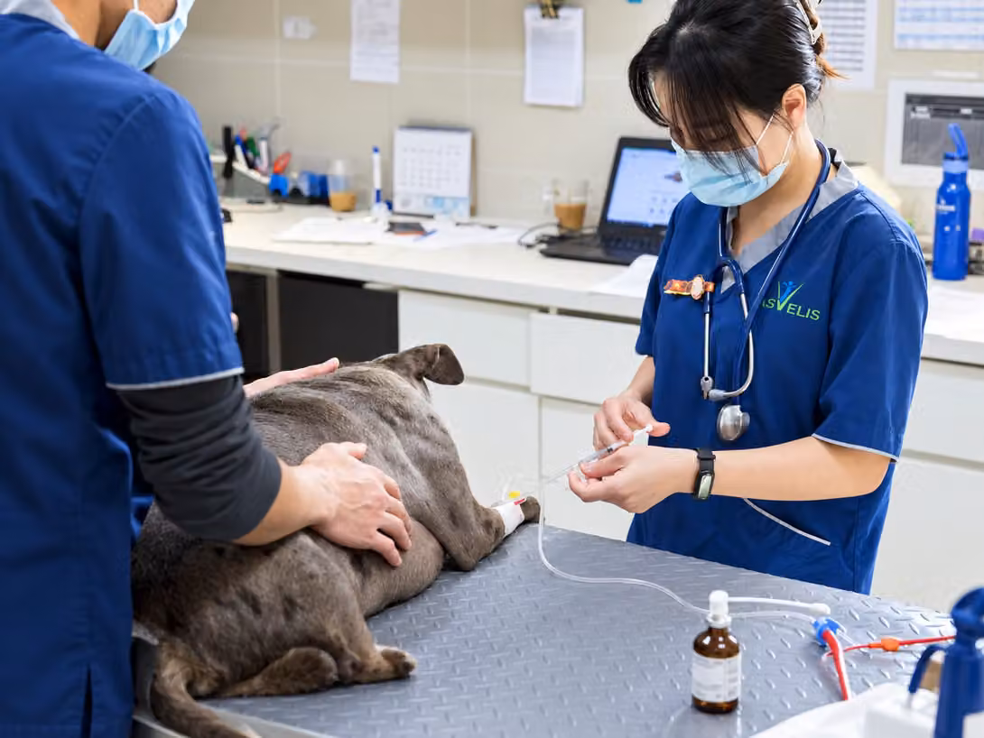 Un membre de l’équipe vétérinaire prépare une voie intraveineuse pour un chien allongé sur la table