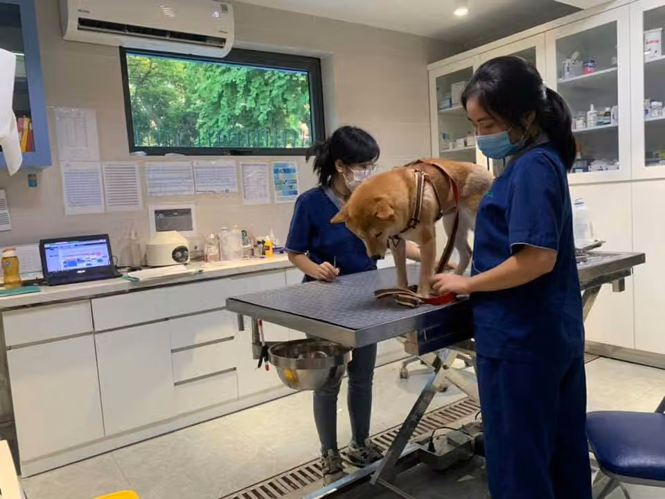 Deux membres de l’équipe ASVELIS avec un shiba sur la table de consultation